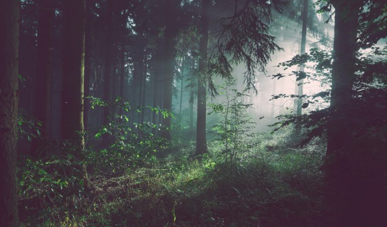 Las plantas se están extinguiendo en cantidades tan altas mucho peor que los animales Las plantas se están extinguiendo en cantidades tan altas mucho peor que los animales
