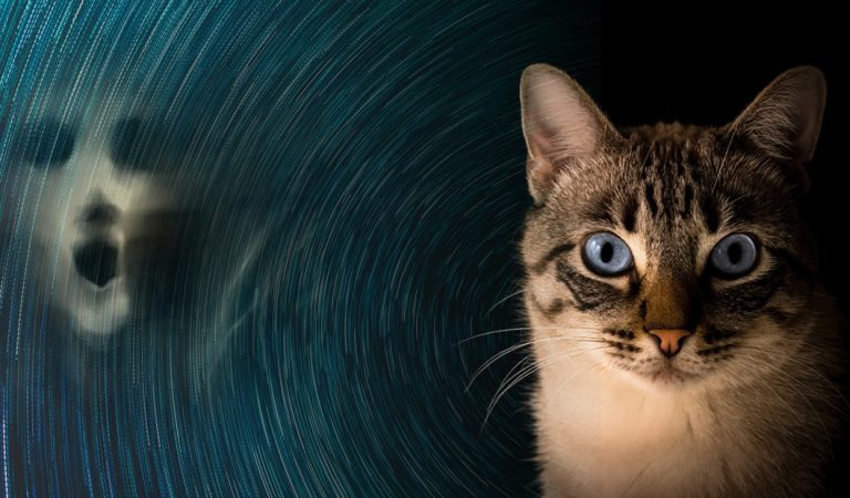 Los gatos actúan como un escudo protector contra energías negativas Los gatos actúan como un escudo protector contra energías negativas