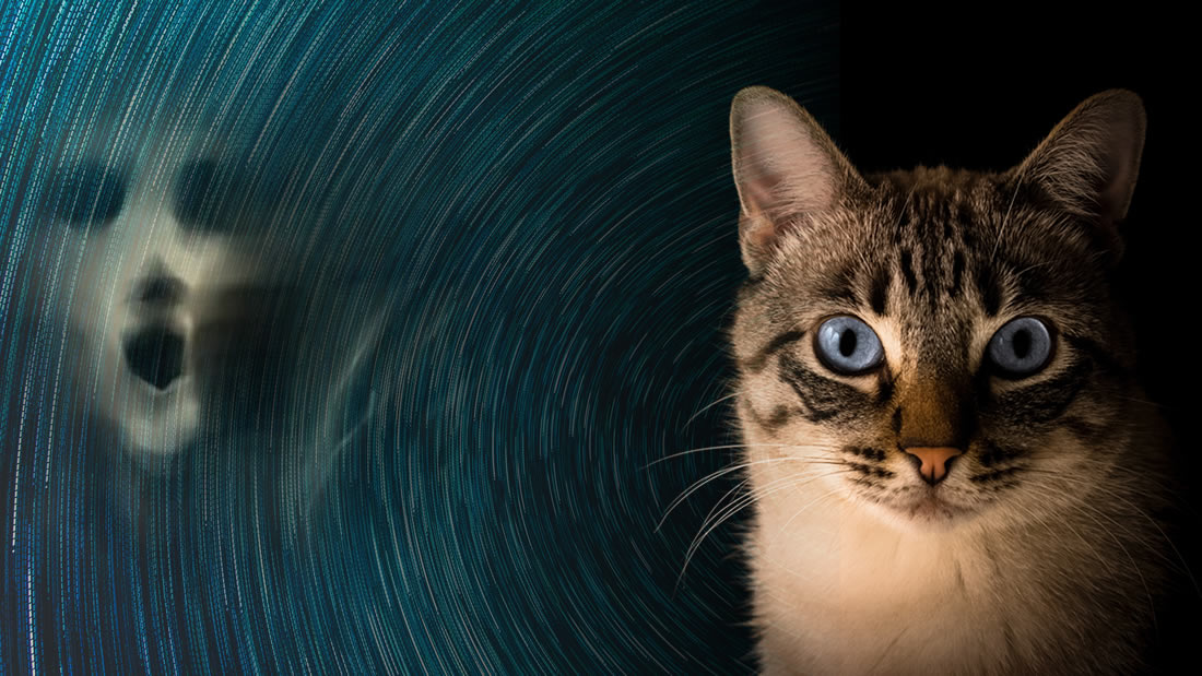 Los gatos actúan como un escudo protector contra energías negativas
