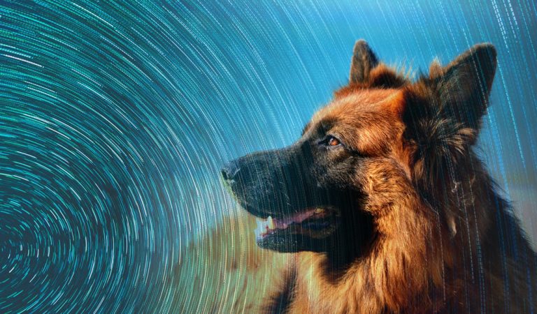 Los perros y su rol para percibir las energías de los demás y el mundo sobrenatural Los perros y su rol para percibir las energías de los demás y el mundo sobrenatural