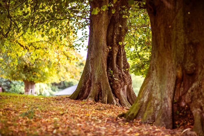 Biólogo afirma que los árboles hablan un idioma que podemos aprender