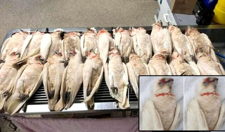 Decenas de aves caen del cielo sangrando por ojos y pico en Australia Decenas de aves caen del cielo sangrando por ojos y pico en Australia
