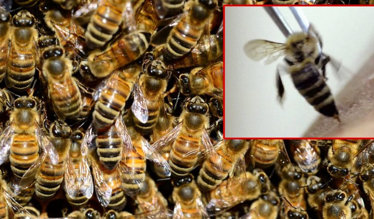 Docenas de abejas agonizan luego del terremoto de 7.1 en California Docenas de abejas agonizan luego del terremoto de 7.1 en California