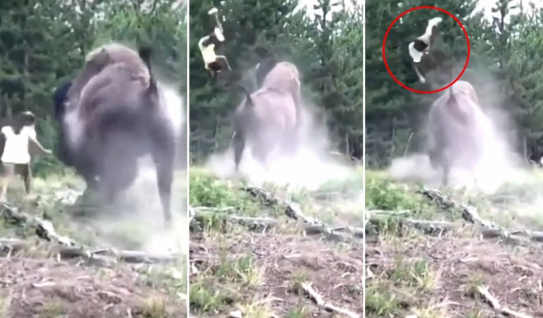Vídeo de un bisonte arrojando a una niña muestra por qué debemos respetar la vida silvestre Vídeo de un bisonte arrojando a una niña muestra por qué debemos respetar la vida silvestre