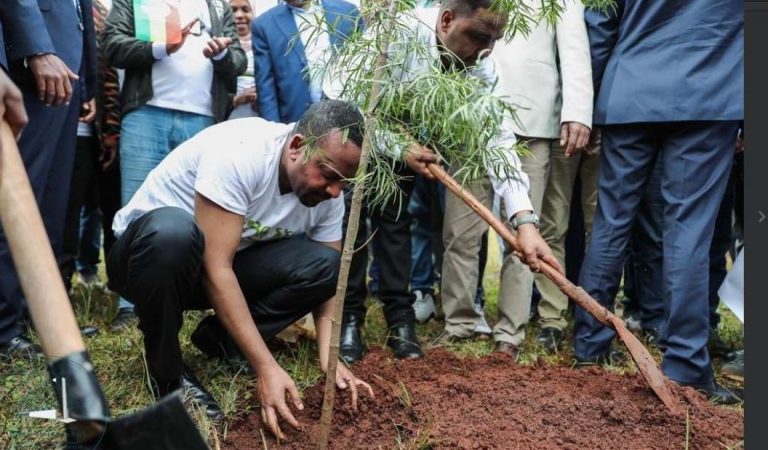 Etiopía planta 353 millones de árboles en un día para ayudar a enfrentar la crisis climática Etiopía planta 353 millones de árboles en un día para ayudar a enfrentar la crisis climática