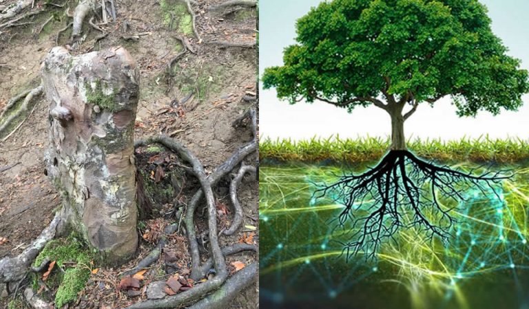 Hallan evidencia de que los árboles pueden mantenerse vivos unos a otros formando un «superorganismo» Hallan evidencia de que los árboles pueden mantenerse vivos unos a otros formando un «superorganismo»