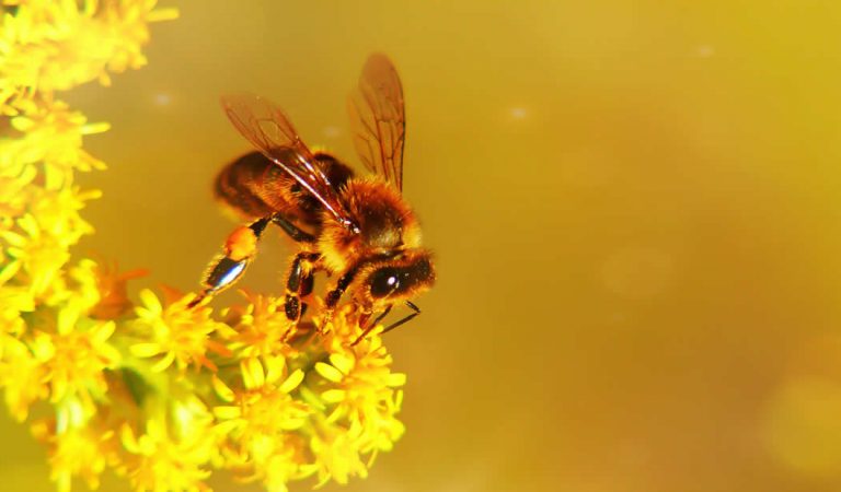 Investigadores confirman que un apocalipsis de insectos ocurrirá pronto Investigadores confirman que un apocalipsis de insectos ocurrirá pronto