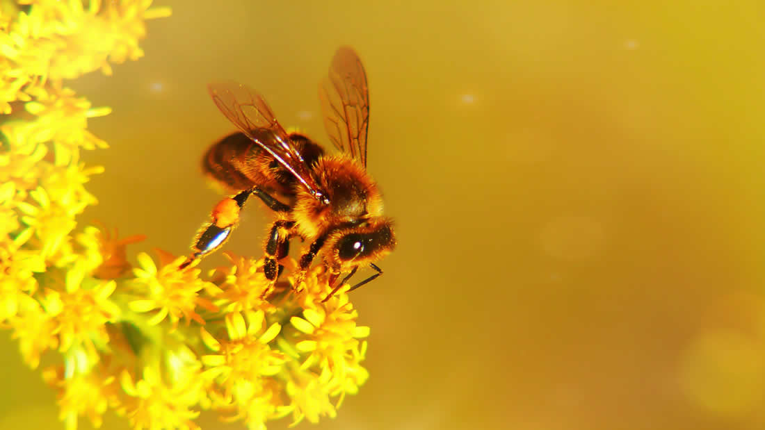 Investigadores confirman que un apocalipsis de insectos ocurrirá pronto