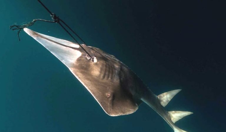 Más de 28.000 especies están oficialmente amenazadas, y es solo el comienzo Más de 28.000 especies están oficialmente amenazadas, y es solo el comienzo