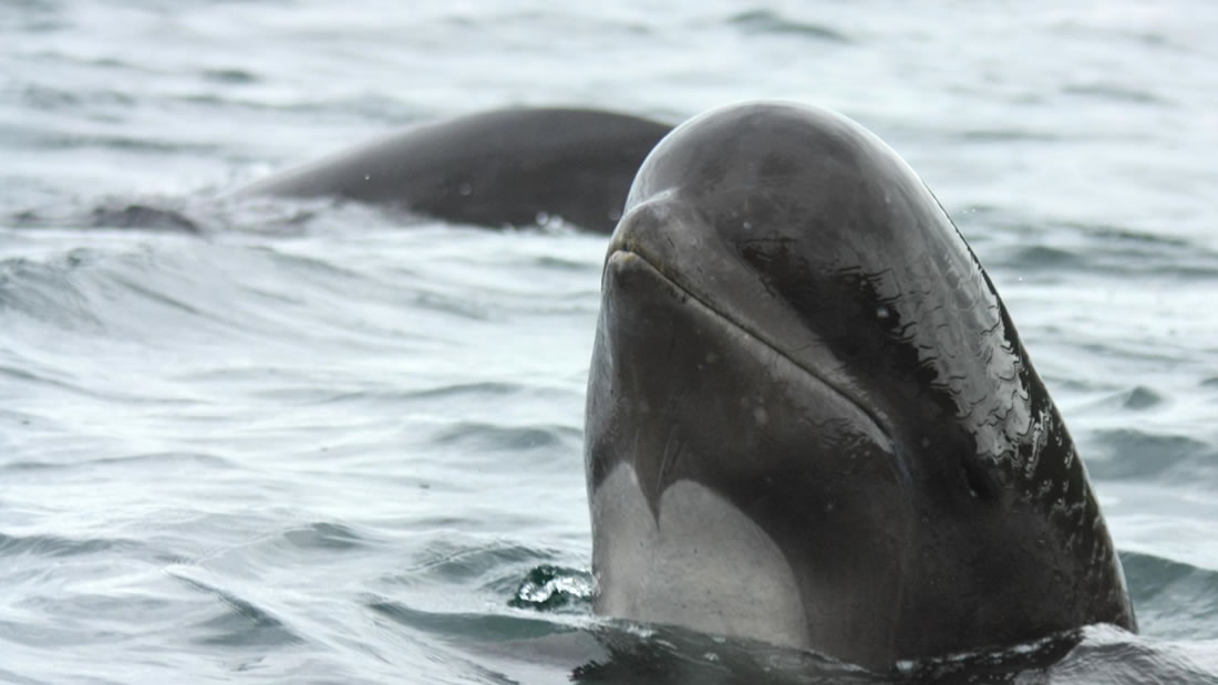 Más de 50 ballenas piloto quedan varadas y mueren en playa de Islandia