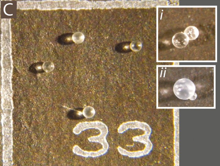 Un antiguo meteorito golpeó la Tierra y estas perlas en almejas fósiles son la evidencia
