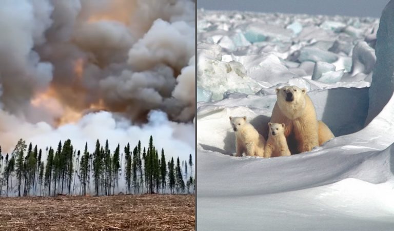 Ola de calor en Alaska sobrepasa los 32 grados celsius, la mayor registrada en su historia Ola de calor en Alaska sobrepasa los 32 grados celsius, la mayor registrada en su historia