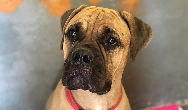 Perro camina 200 km a través del bosque de Rusia para buscar a sus dueños que la rechazaron Perro camina 200 km a través del bosque de Rusia para buscar a sus dueños que la rechazaron