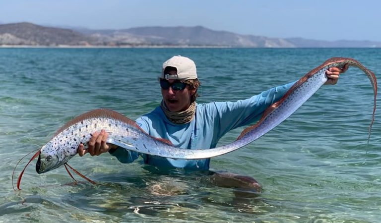 Pez remo aparece en playa de México y dos turistas le salvan la vida Pez remo aparece en playa de México y dos turistas le salvan la vida