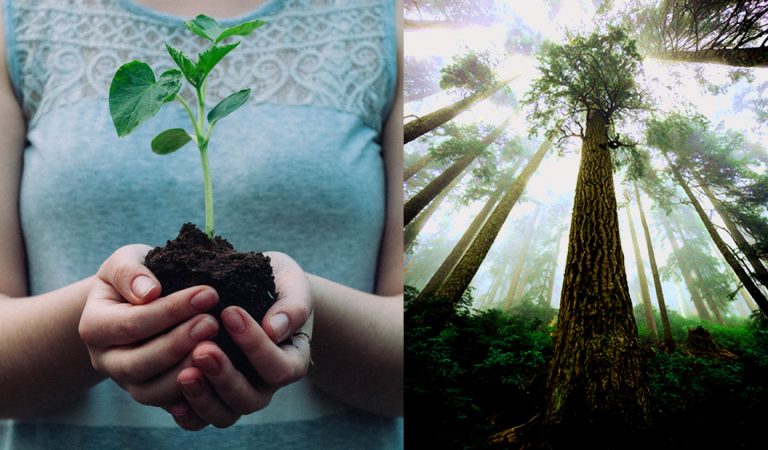Plantar más de 1 billón de árboles podría salvar el planeta del cambio climático, propone científico Plantar más de 1 billón de árboles podría salvar el planeta del cambio climático, propone científico