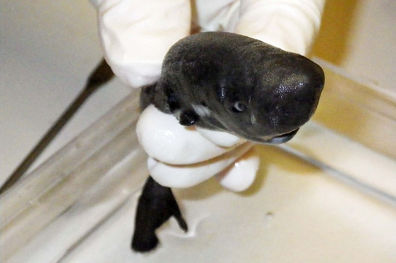 El recientemente identificado American Pocket Shark fue descubierto por primera vez en el Golfo de México en 2010
