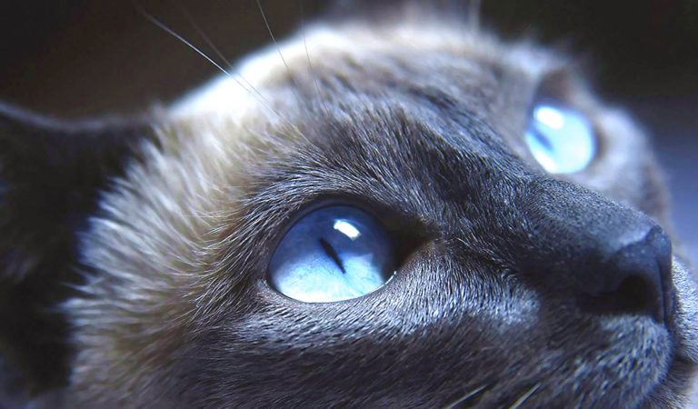 ¿Tienen los animales un sexto sentido? ¿Tienen los animales un sexto sentido?