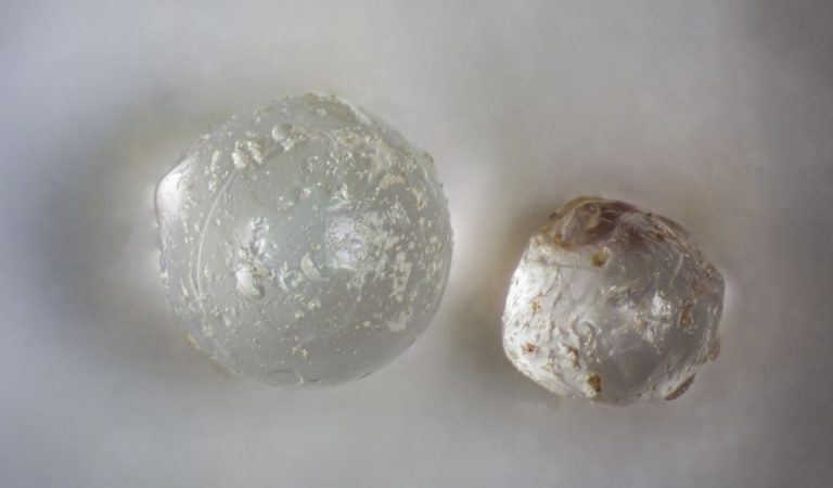 Un antiguo meteorito golpeó la Tierra y estas perlas en almejas fósiles son la evidencia Un antiguo meteorito golpeó la Tierra y estas perlas en almejas fósiles son la evidencia