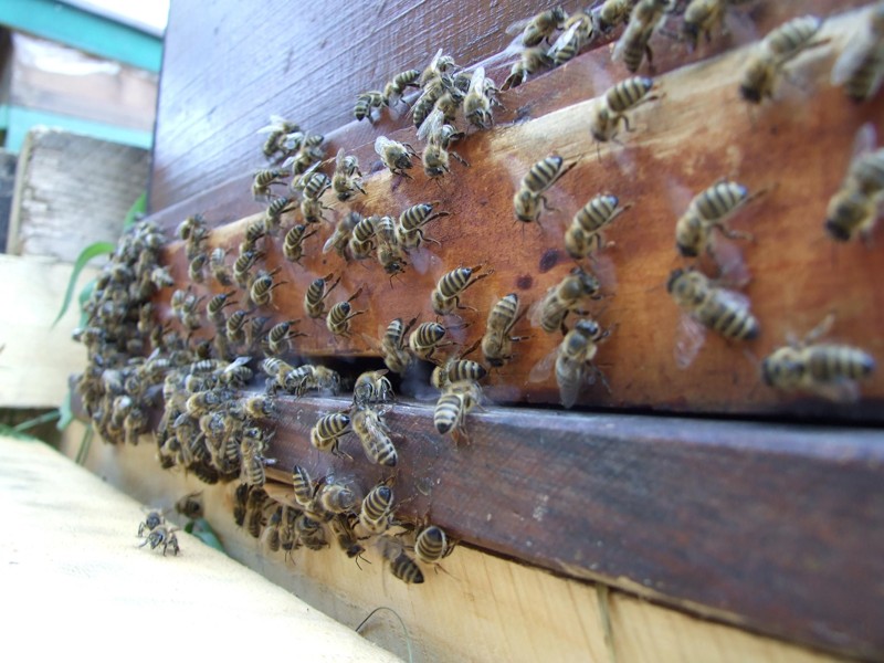 Medio billón de abejas han muerto en Brasil