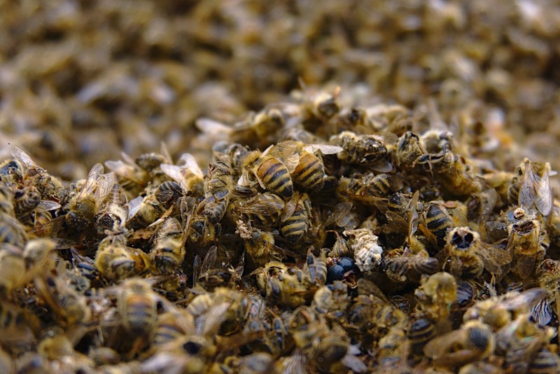 Medio billón de abejas han muerto en Brasil