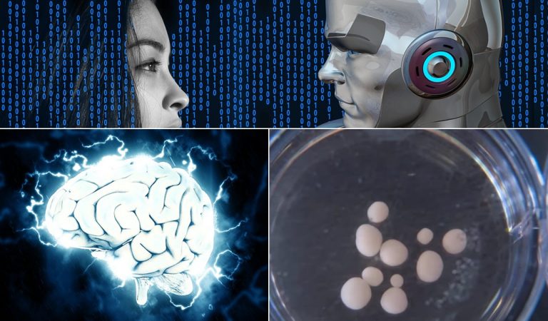 Científicos cultivaron pequeños cerebros humanos y los colocaron en robots Científicos cultivaron pequeños cerebros humanos y los colocaron en robots