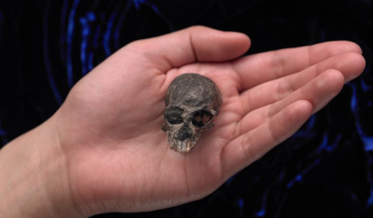 Cráneo de 20 millones de años hallado podría ayudarnos a entender cómo funciona el cerebro Cráneo de 20 millones de años hallado podría ayudarnos a entender cómo funciona el cerebro