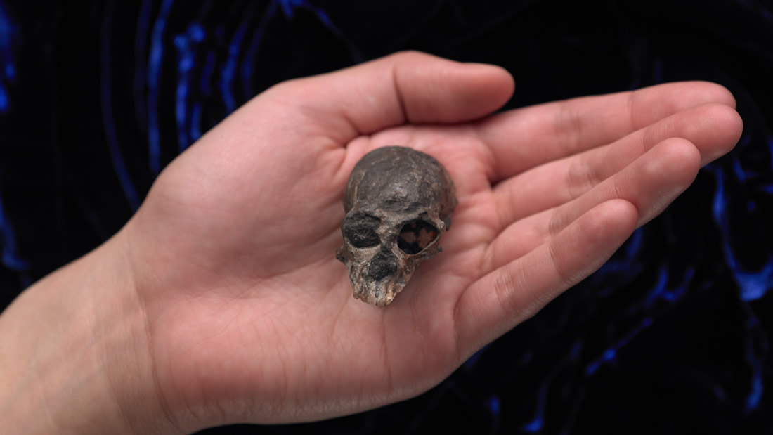 Cráneo de 20 millones de años hallado podría ayudarnos a entender cómo funciona el cerebro