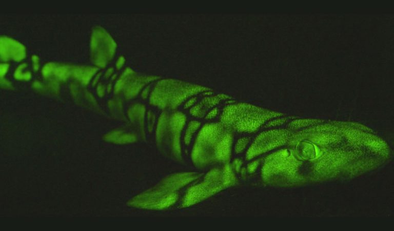 Estos tiburones brillan de color verde en la oscuridad y ahora sabemos por qué Estos tiburones brillan de color verde en la oscuridad y ahora sabemos por qué