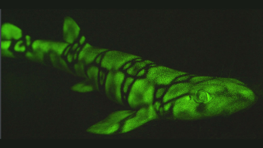 Estos tiburones brillan de color verde en la oscuridad y ahora sabemos por qué