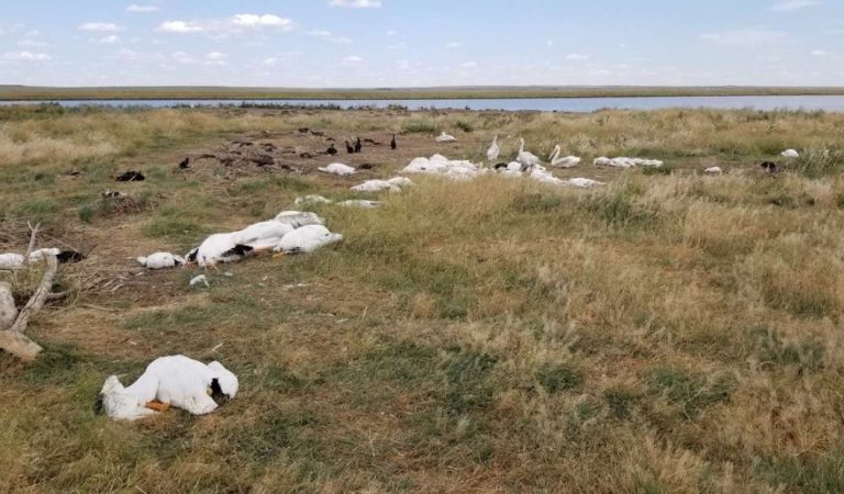 Más de 11.000 pájaros caen muertos del cielo en Montana, EE.UU. Más de 11.000 pájaros caen muertos del cielo en Montana, EE.UU.