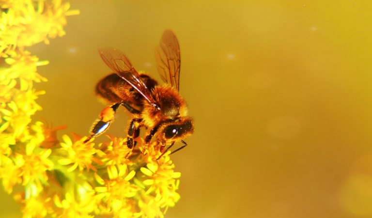 Medio billón de abejas han muerto en Brasil Medio billón de abejas han muerto en Brasil