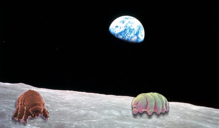 Miles de tardígrados «indestructibles» podrían estar viviendo en la Luna Miles de tardígrados «indestructibles» podrían estar viviendo en la Luna