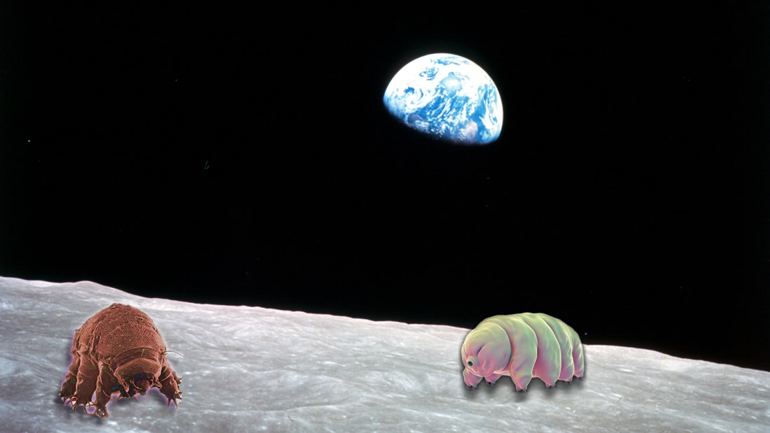 Miles de tardígrados «indestructibles» podrían estar viviendo en la Luna