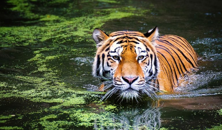 Población de tigres en la India ha aumentado un 32 por ciento desde 2014 Población de tigres en la India ha aumentado un 32 por ciento desde 2014