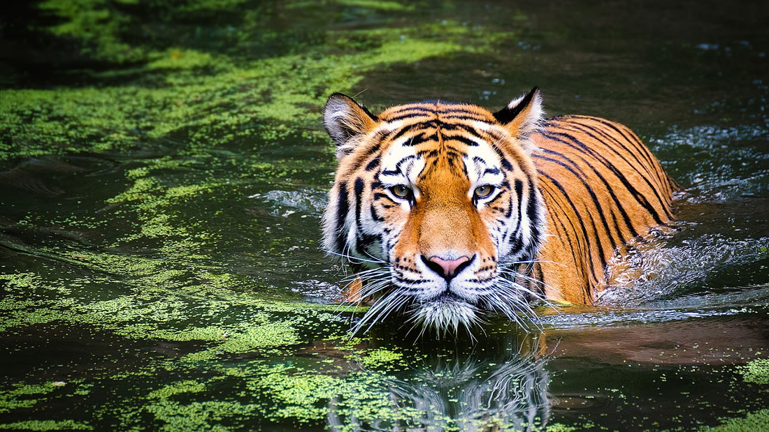 Población de tigres en la India ha aumentado un 32 por ciento desde 2014
