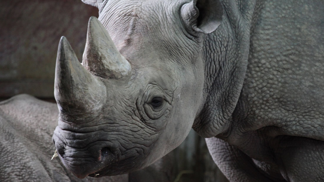 Sudáfrica duplicará la cantidad de rinocerontes para ser cazados como trofeos
