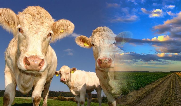 Tenemos que cambiar la producción de alimentos para salvar el planeta, dice un informe Tenemos que cambiar la producción de alimentos para salvar el planeta, dice un informe
