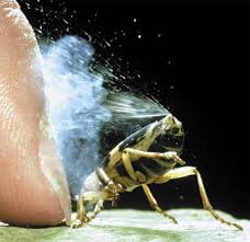 Algunos insectos también usan ácido fórmico como mecanismo de defensa