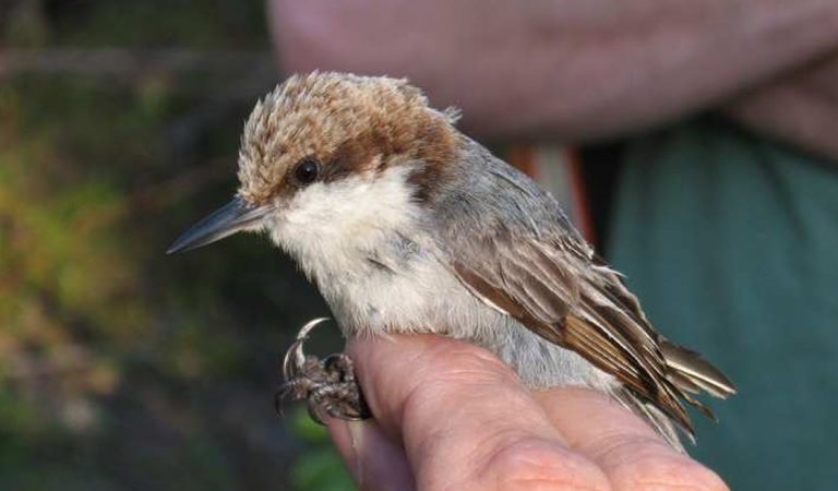 El huracán Dorian habría causado la extinción de una especie de ave El huracán Dorian habría causado la extinción de una especie de ave