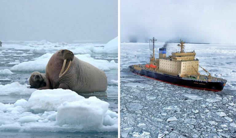 Morsas atacan y hunden un barco de la Armada Rusa en el Ártico Morsas atacan y hunden un barco de la Armada Rusa en el Ártico