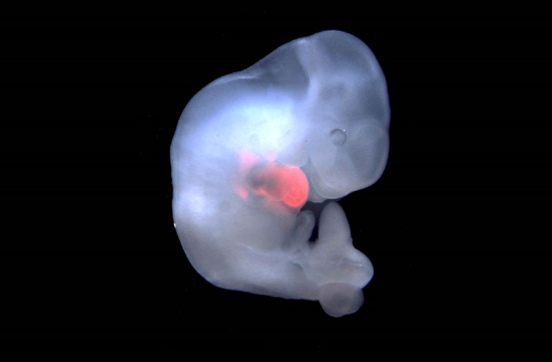 Embrión de cerdo en el que se han implantado células humanas