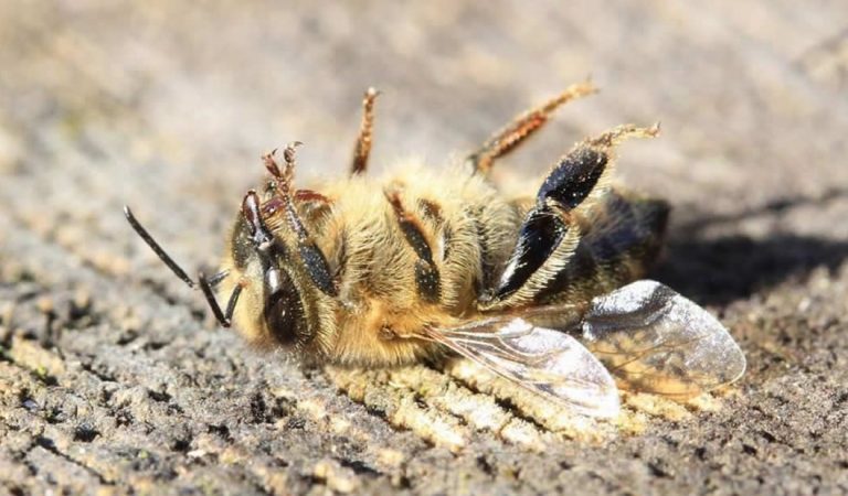 Apocalipsis de insectos: revelan hallazgos alarmantes sobre la disminución de insectos Apocalipsis de insectos: revelan hallazgos alarmantes sobre la disminución de insectos