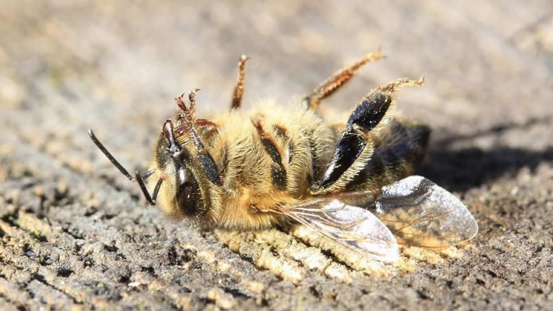Apocalipsis de insectos: revelan hallazgos alarmantes sobre la disminución de insectos
