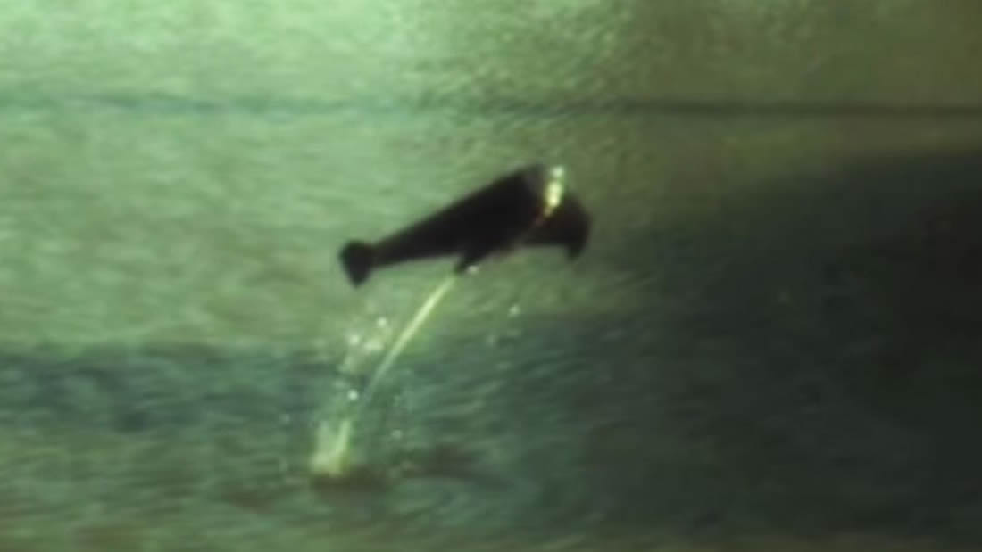 Extraños «peces robot» pueden saltar del agua impulsados por gas