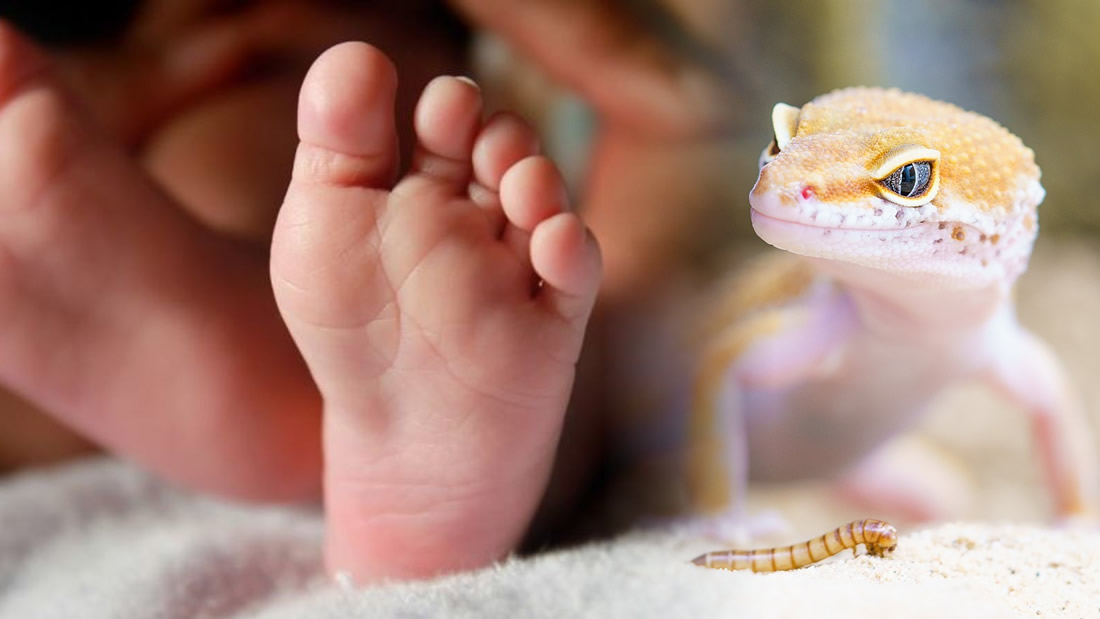 Hallan antiguos músculos de reptil en embriones humanos