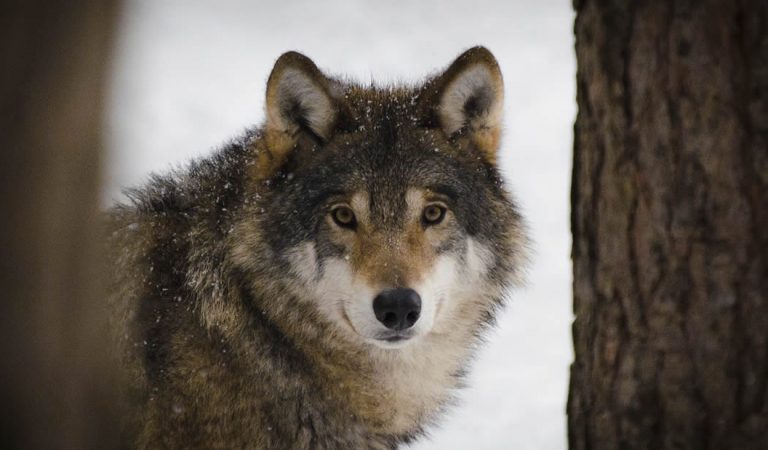 Primer lobo visto en Bélgica en un siglo es asesinado por cazadores Primer lobo visto en Bélgica en un siglo es asesinado por cazadores