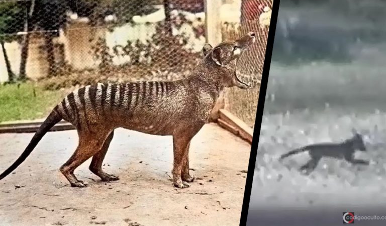 Tigre de Tasmania declarado extinto hace 80 años ha sido visto nuevamente y en ocho ocasiones Tigre de Tasmania declarado extinto hace 80 años ha sido visto nuevamente y en ocho ocasiones