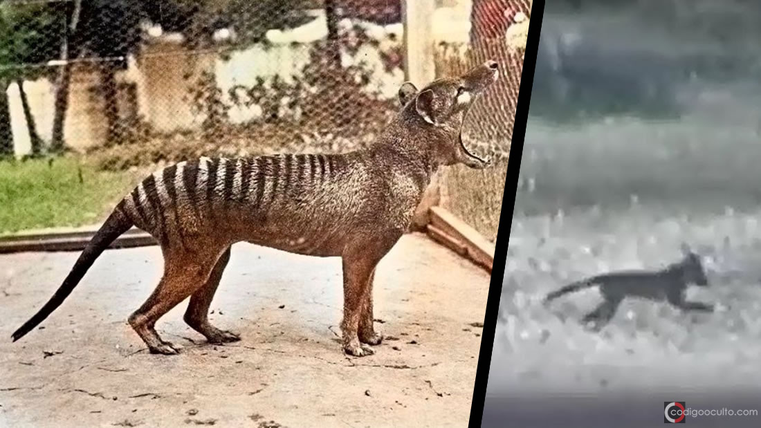 Tigre de Tasmania declarado extinto hace 80 años ha sido visto nuevamente y en ocho ocasiones
