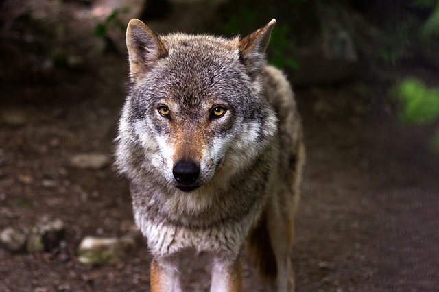 Primer lobo visto en Bélgica en un siglo es asesinado por cazadores