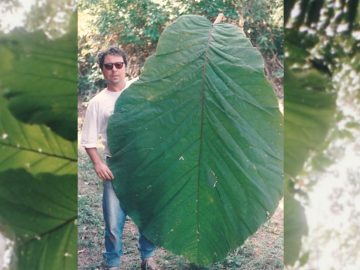 Árbol amazónico con hojas más grandes que un humano es identificado como nueva especie